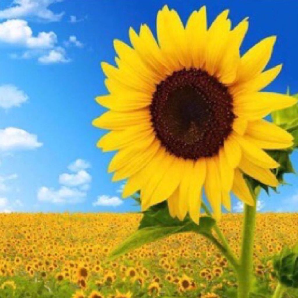 厦门国贸:4.98亿元竞得南昌青山湖区宅地:ayx官网(图2) ayx官网