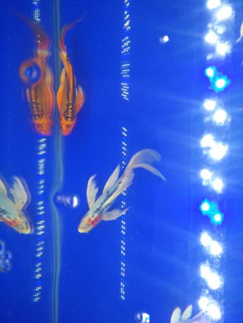 【ayx官网】金地商置:前9月合约销售总额约437.41亿元(图2) ayx官网