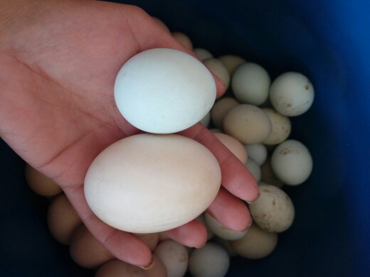 爱游戏(ayx)中国官方网站:看了487份保险条约以后,我发现了中国人买寿险被坑的真相(图4) ayx官网