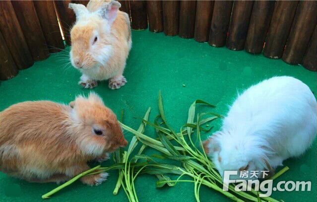 ayx官方网站|博鳌现场丨李骏:短板非朝夕而成 绿城迈入混改深水区(图4) ayx官方网站