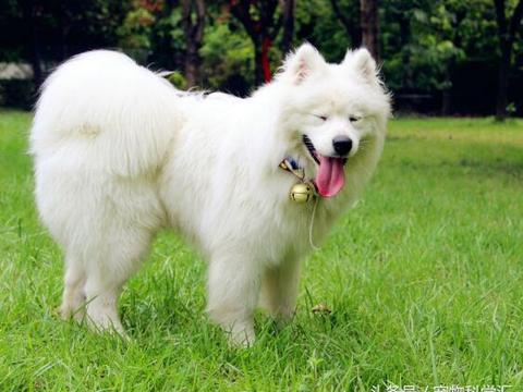 ‘爱游戏（ayx）中国官方网站’河南经贸职业学院：王新庆校长对你说