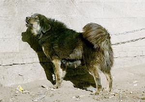 【ayx官方网站】海南大学三亚学院2015年高考录取结果查询系统入口(图2) ayx官网