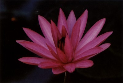 “ayx官网”税优保险开售前五单 阳光人寿独占三单