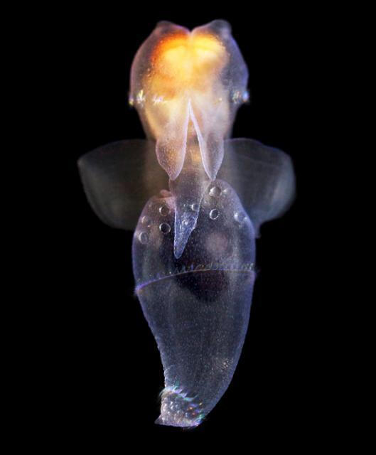 中国应用技术大学联盟专家组到商丘师范学院检查指导:爱游戏(ayx)中国官方网站(图2) 爱游戏(ayx)中国官方网站