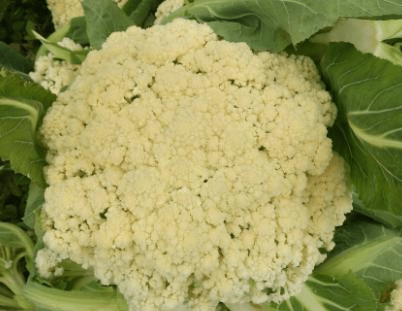 买花菜 “散花”和“紧花”区别很大 教你怎样挑选 别再买错了【爱游戏(ayx)中国官方网站】(图6)
买花菜 “散花”和“紧花”区别很大 教你怎样挑选 别再买错了【爱游戏(ayx)中国官方网站】(图6)