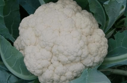 买花菜 “散花”和“紧花”区别很大 教你怎样挑选 别再买错了【爱游戏(ayx)中国官方网站】(图10)
买花菜 “散花”和“紧花”区别很大 教你怎样挑选 别再买错了【爱游戏(ayx)中国官方网站】(图10)